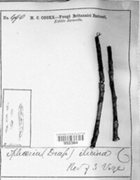 Trochila ilicina image